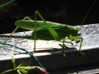 何の虫だろ？？