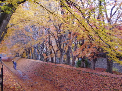 紅葉のトンネル