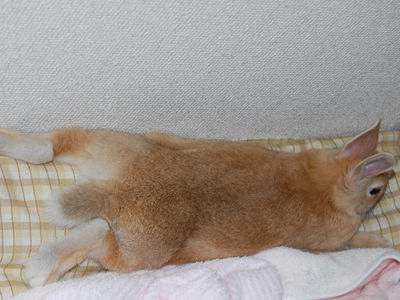 大胆