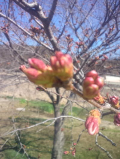 待ち遠しいです。