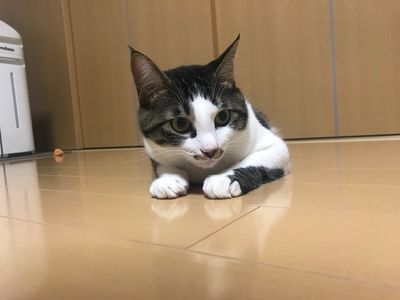 うちの猫です。

前…