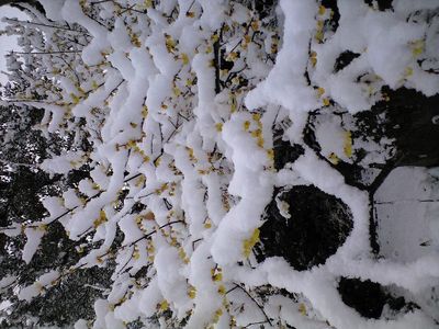 雪化粧