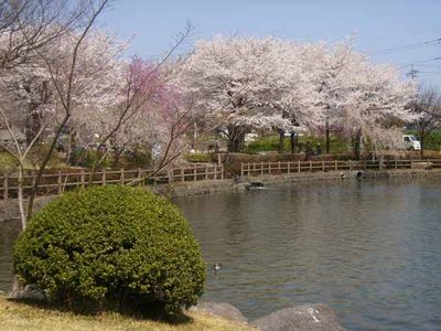 春の季節です