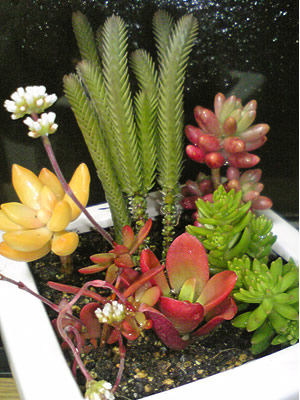 多肉植物をもらいました