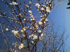 梅の花