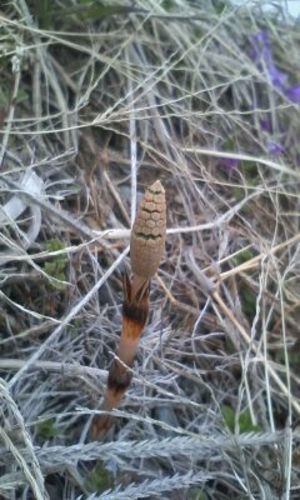 つくし発見