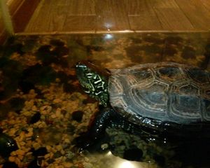 ペットの亀です。