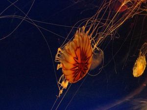 海遊館にて