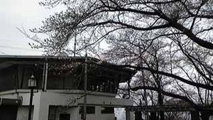 桜情報