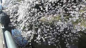 桜情報