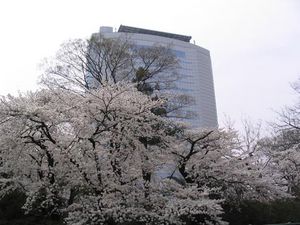 高崎市役所前のさくら