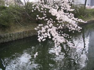 綺麗な桜と