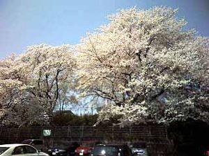 春爛漫です。桜大満開…
