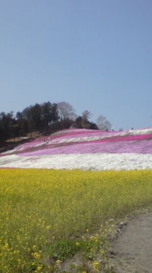 こんな桜もきれいです★