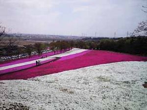 芝桜