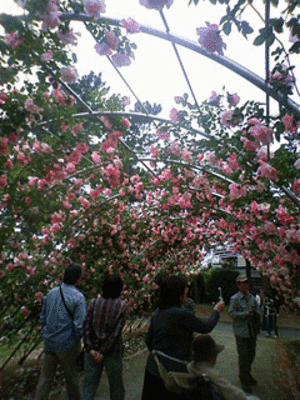 バラ園