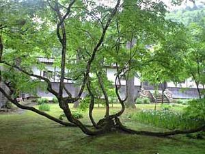 もみじ？