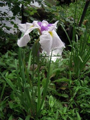 花菖蒲