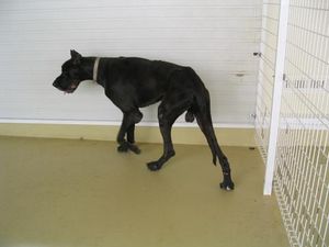 真っ黒い犬