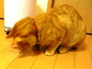 愛猫