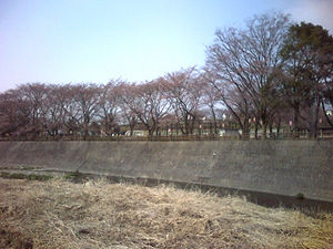 甘楽町小幡の桜です