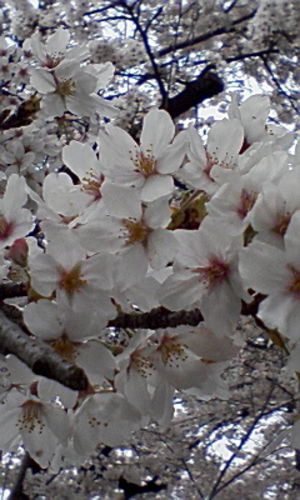 お花見