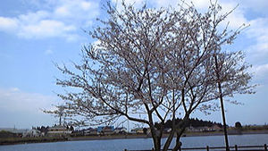 花見