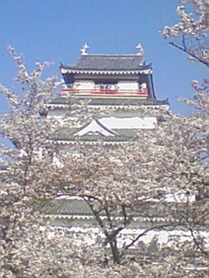 満開桜と鶴ヶ城