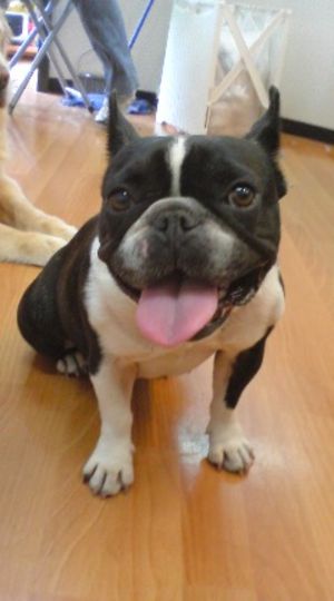 今日のかわいこちゃん�