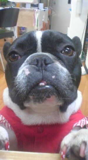 今日のかわいこちゃん
