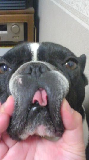 今日のかわいこちゃん
