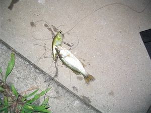 こんなん