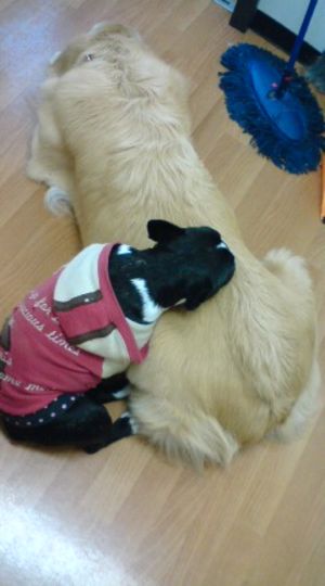 今日のかわいこちゃん