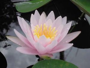 スイレンの花