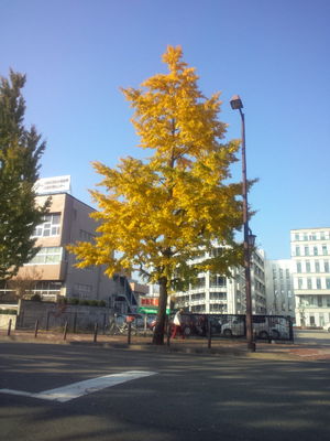 紅葉