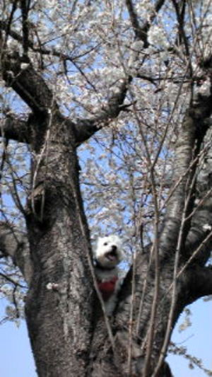 さくら