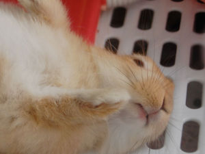 ねんね