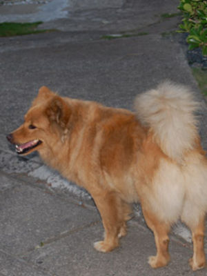 何処の家の犬ですか～？