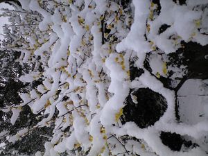 雪化粧