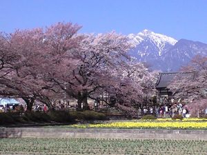 山梨県 山高神代桜